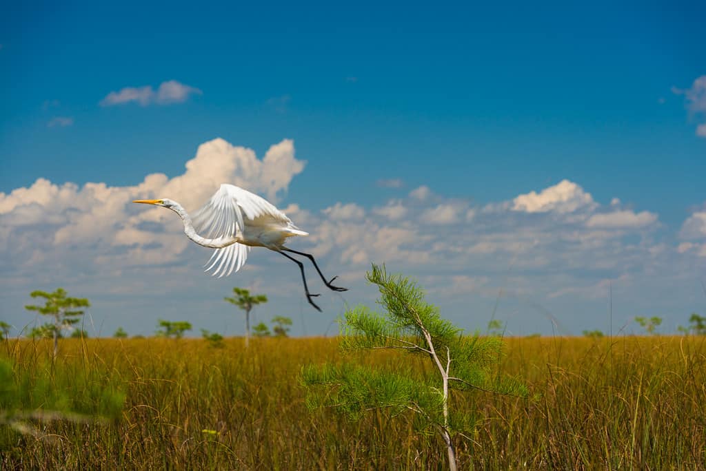 Everglades florida best photography spots