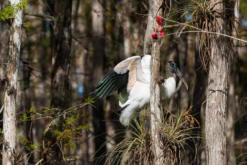 tips and tricks for wildlife photography