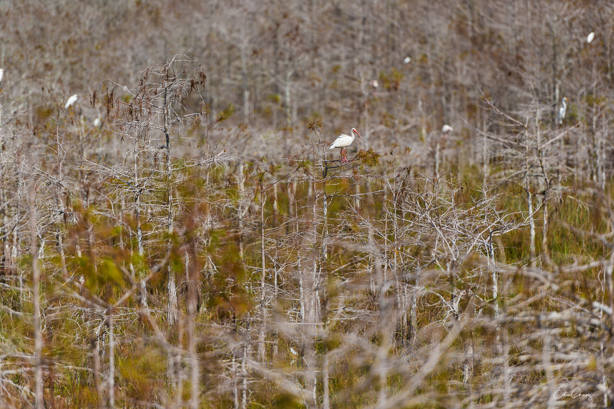 Best photography spots in the everglades