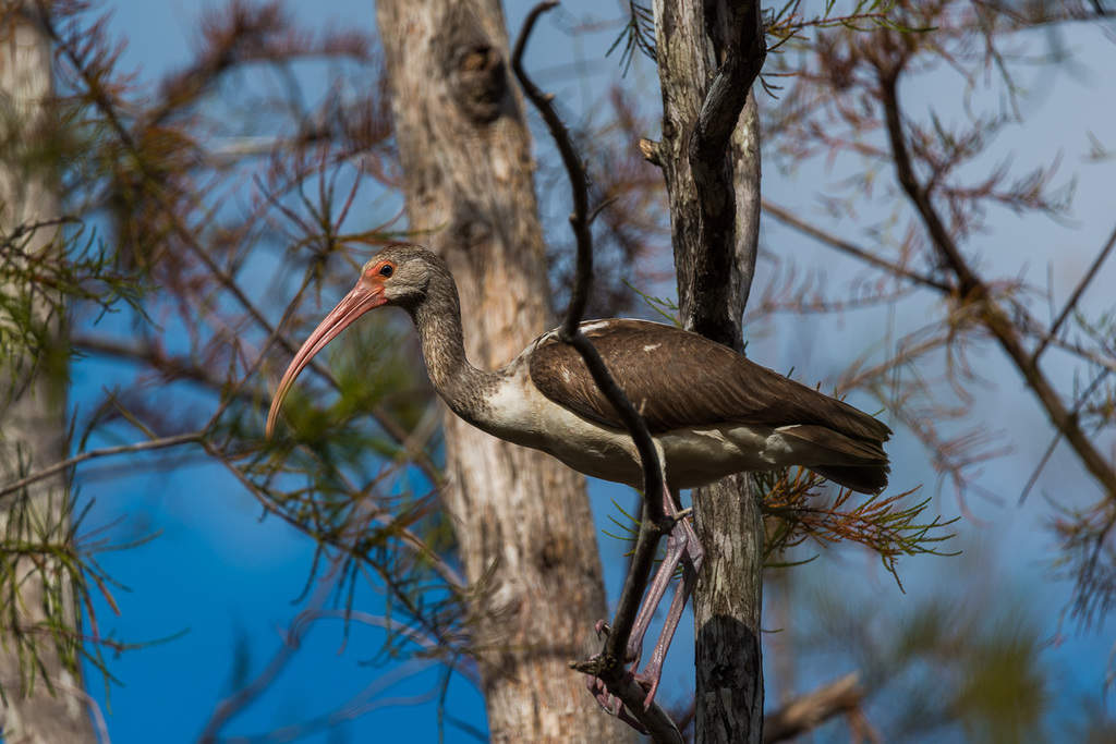 how to take better wildlife photos