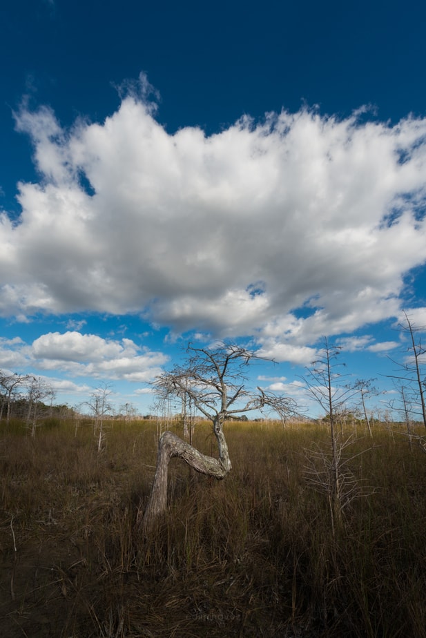 Where is the Z tree in the Everglades Where is the Z tree in the Everglades