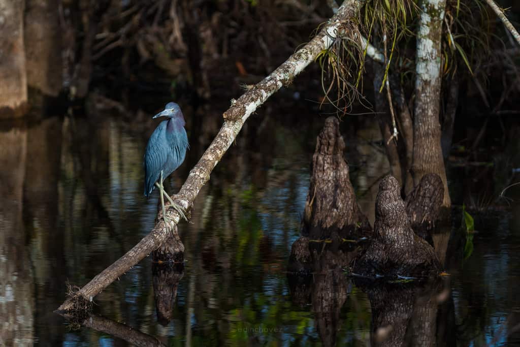 wildlife photography tutorial