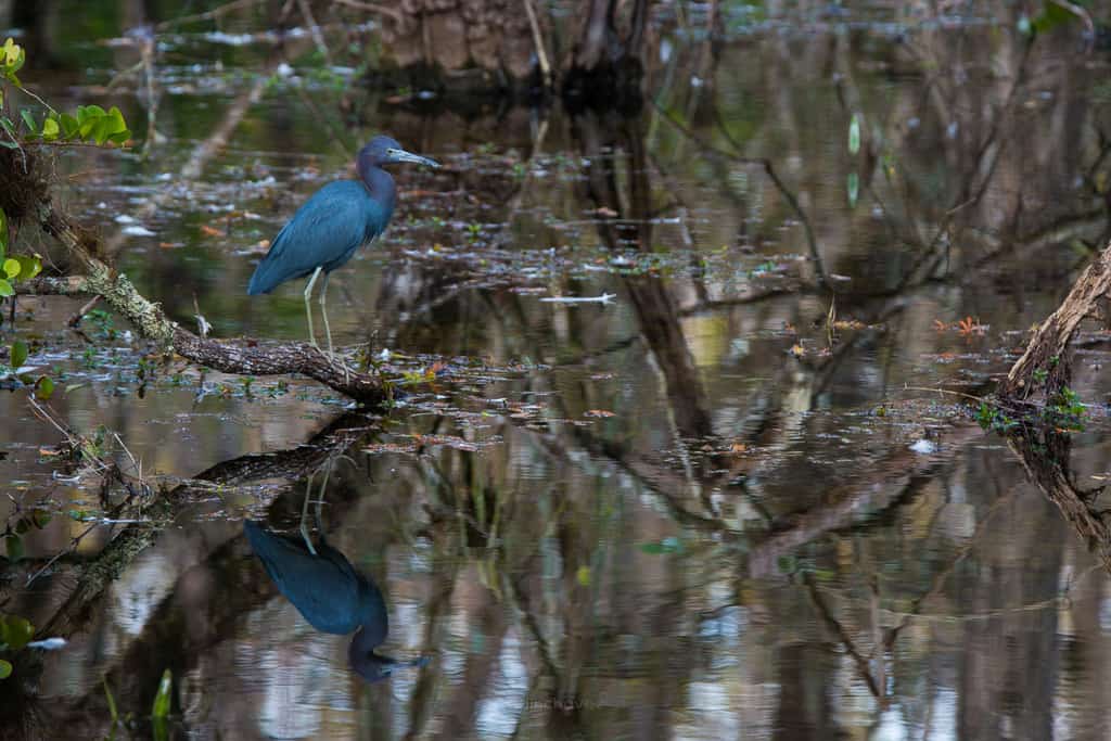 How to take better wildlife photos