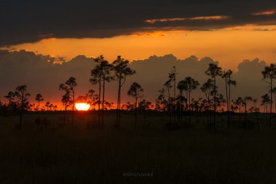 Everglades Sunset Photography Workshop and Tour - Image 3