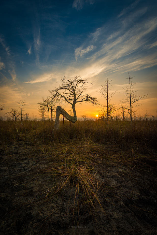 Where is the Z tree at the Everglades National pakr