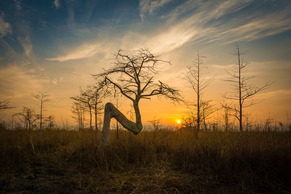Where is the Z tree in the Everglades Where is the Z tree in the Everglades