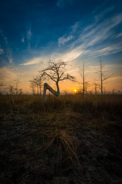 Everglades Sunset Photography Workshop and Tour - Image 4