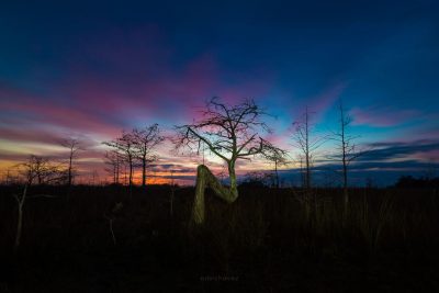 Everglades Sunset Photography Workshop and Tour - Image 2