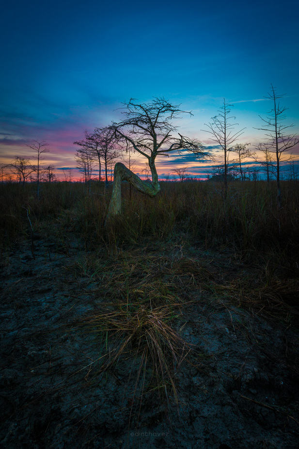 Z tree at the Everglades National Park