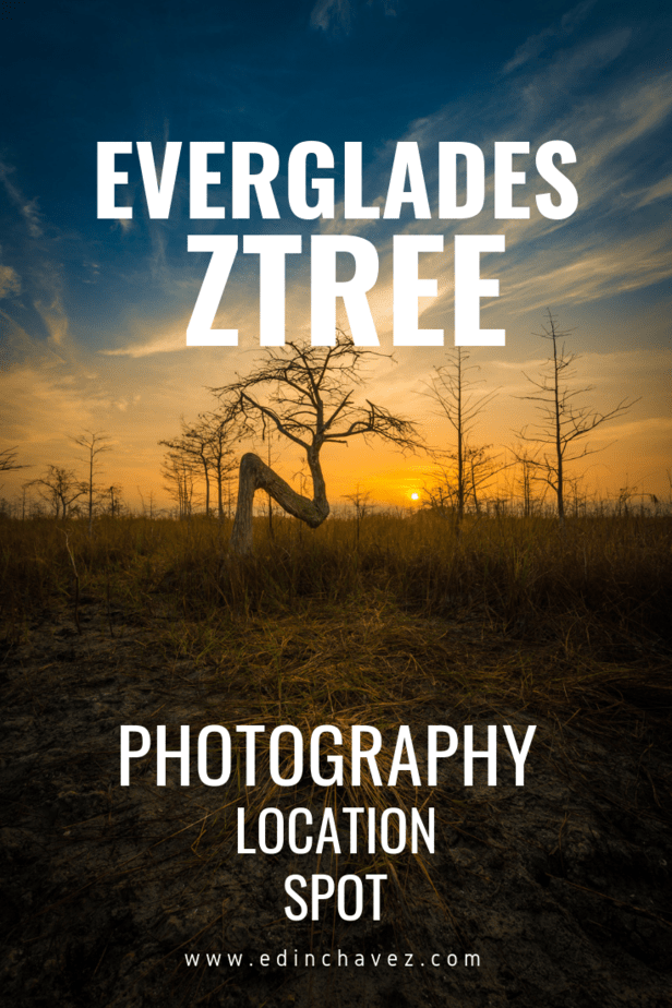 Z tree in the everglades location